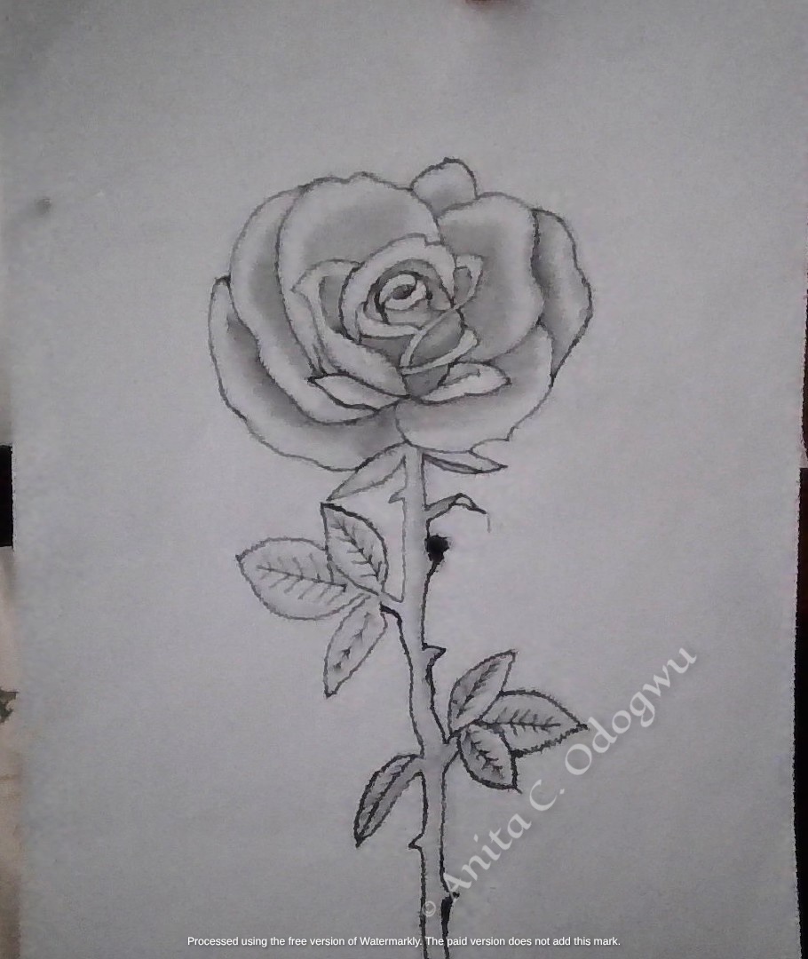 Detailed graphite shading study of a rose with natural textures by Anita C. Odogwu